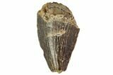 Mosasaur Tooth - North Sulfur River, Texas #104334-1